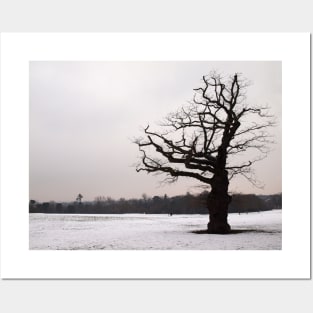Winter Oak in Morden Park, London Posters and Art